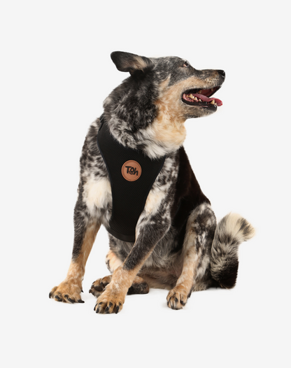 H Mesh Dog Harness + Leash Black