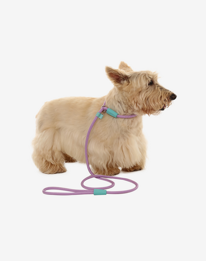 Corda Deslizante Coleira para Cachorro Lilás