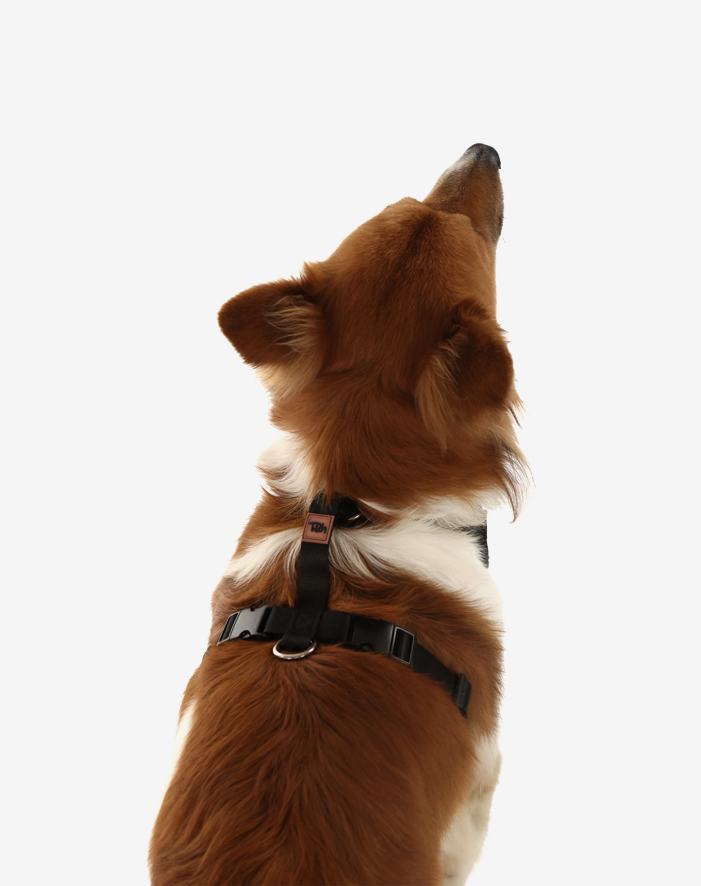 H Mesh Dog Harness + Leash Black