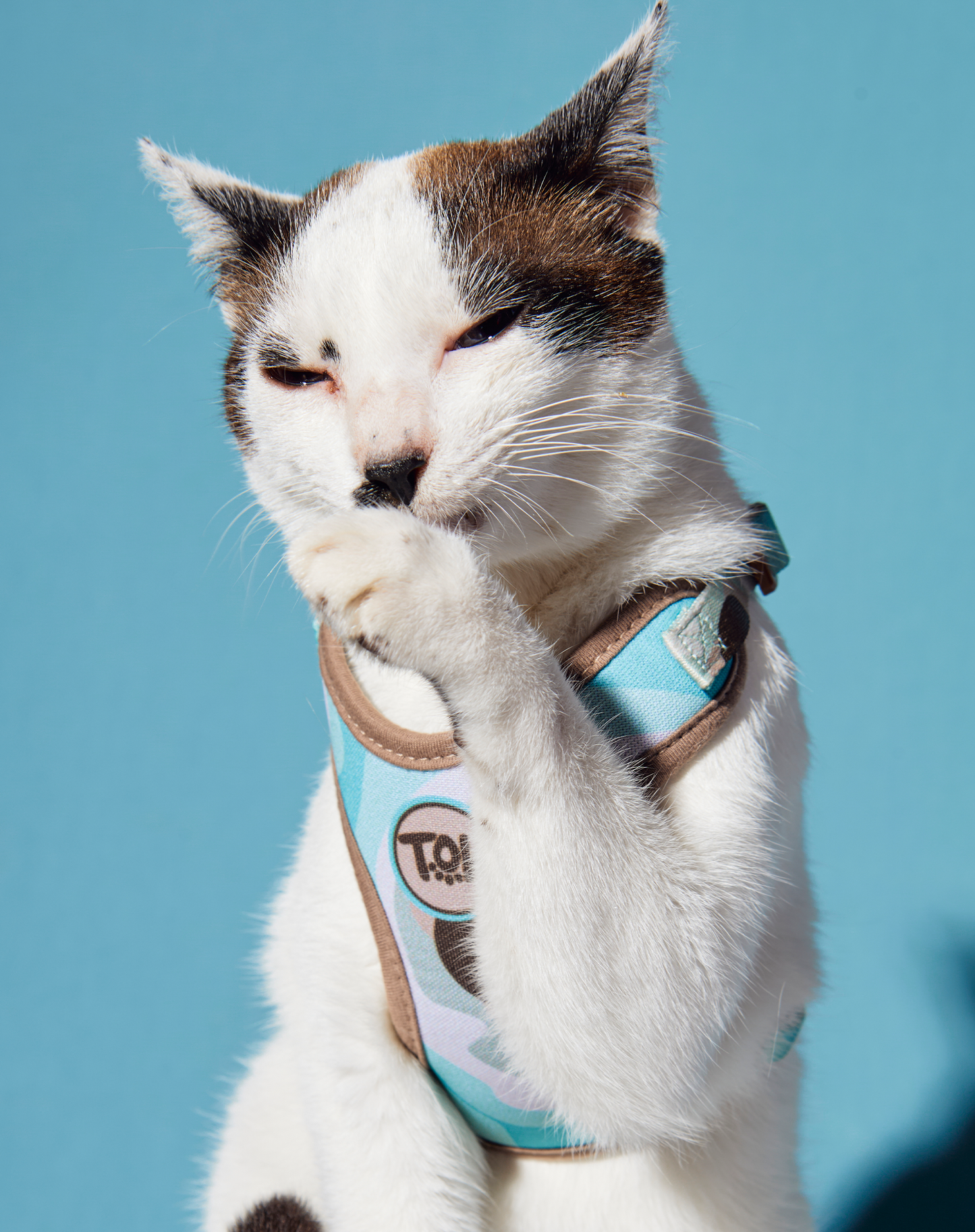 Cat H-Harness Comfort + Leash Set Swell