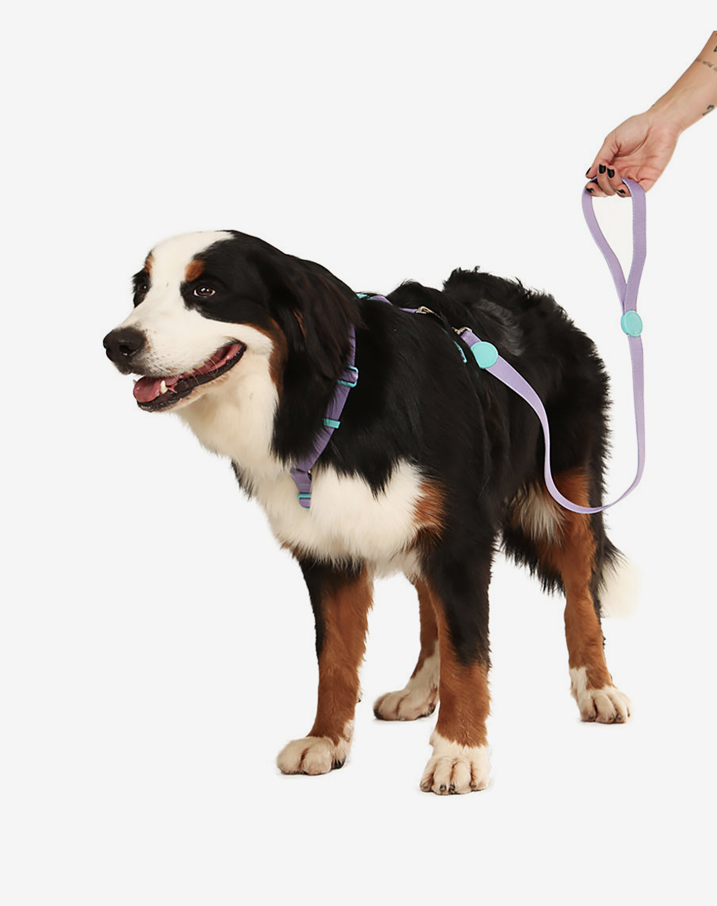 O conjunto H-Harness + Leash Lilás