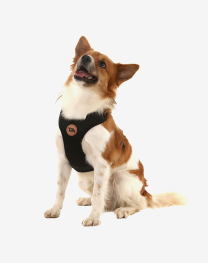 H Mesh Dog Harness + Leash Black