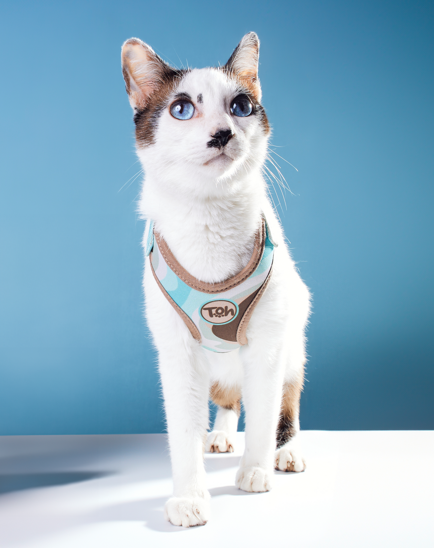 Cat H-Harness Comfort + Leash Set Swell