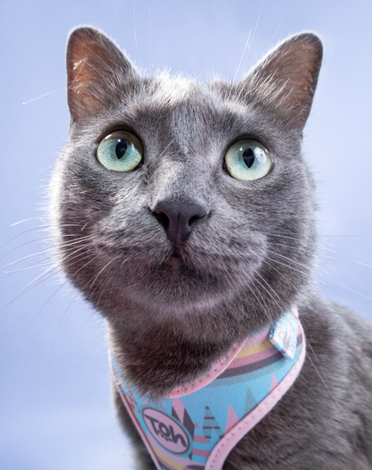 Cat H-Harness Comfort + Leash Set Atacama
