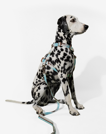 O conjunto H-Harness + Leash Swell