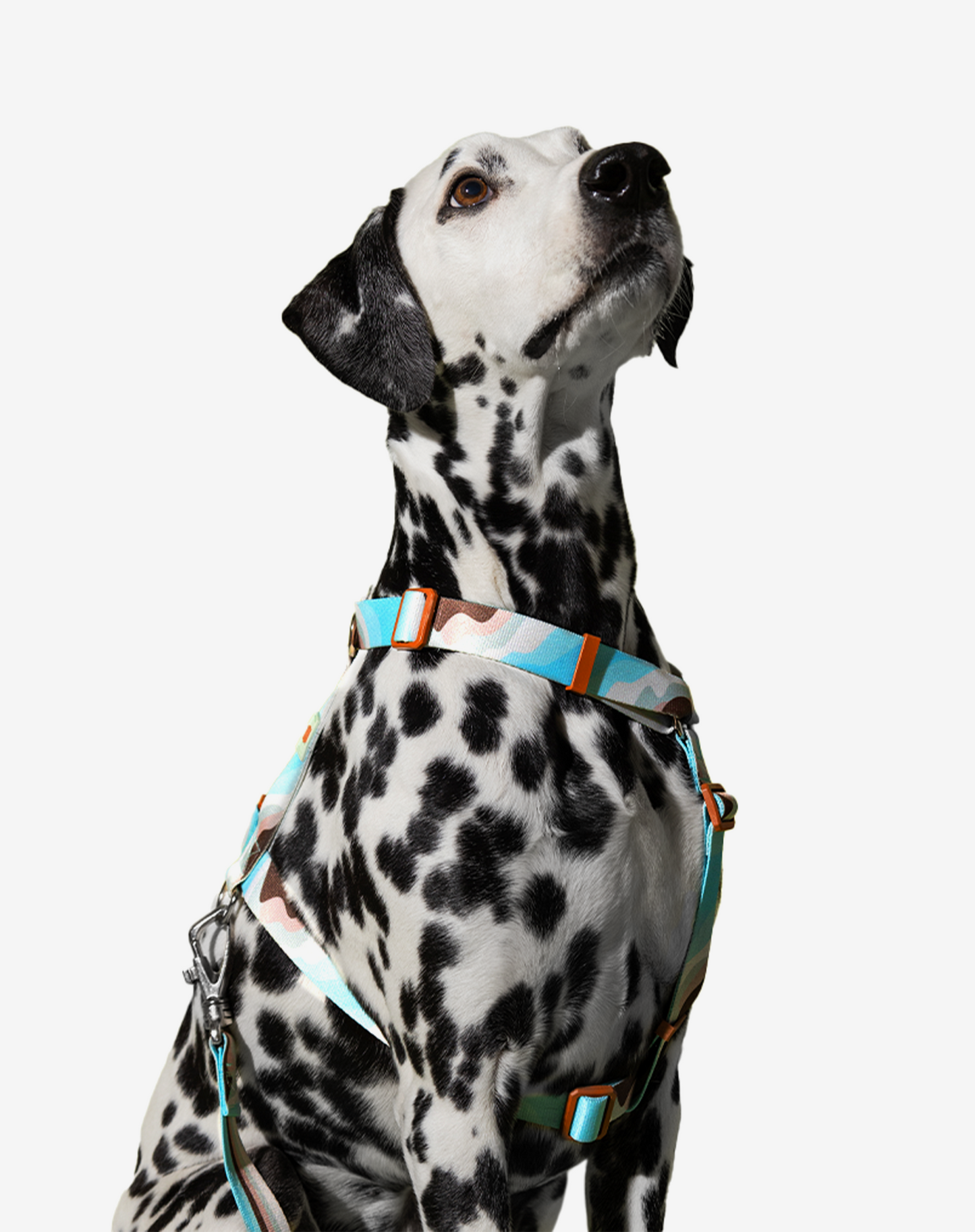 O conjunto H-Harness + Leash Swell