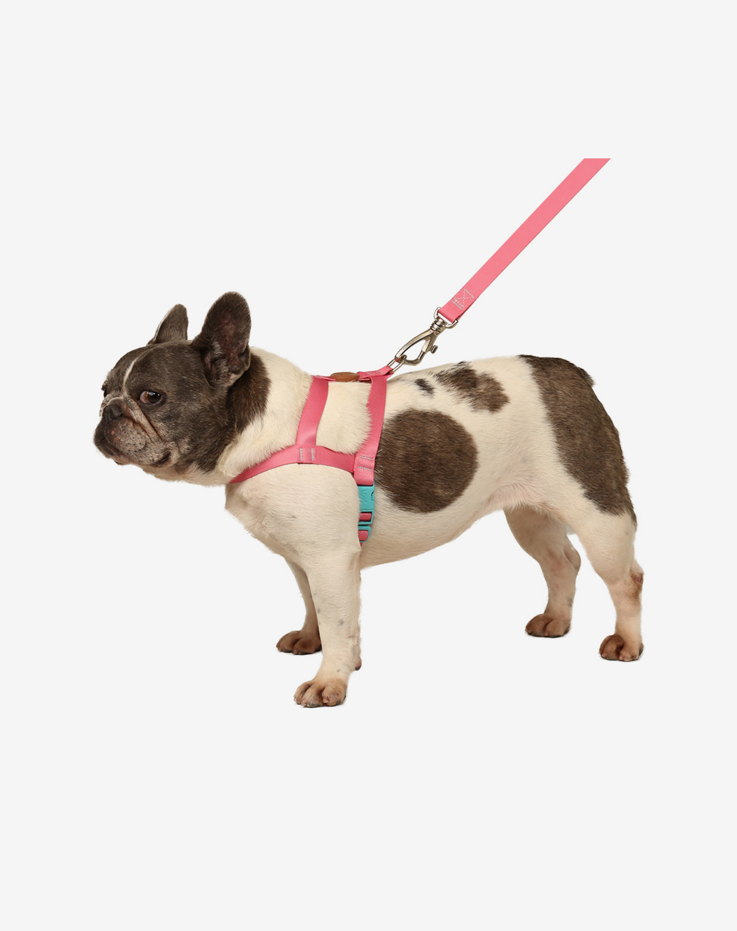 Basic Harness + Leash Set Fiji