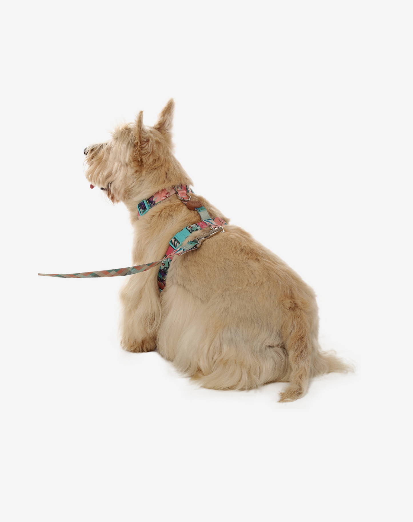O conjunto H-Harness + Leash Laguna