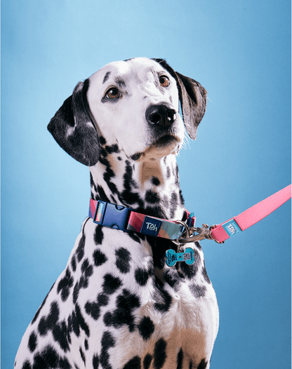 Adjustable Dog Collar with ID Tag Alpaca