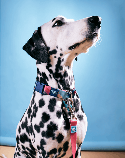 Adjustable Dog Collar with ID Tag Alpaca