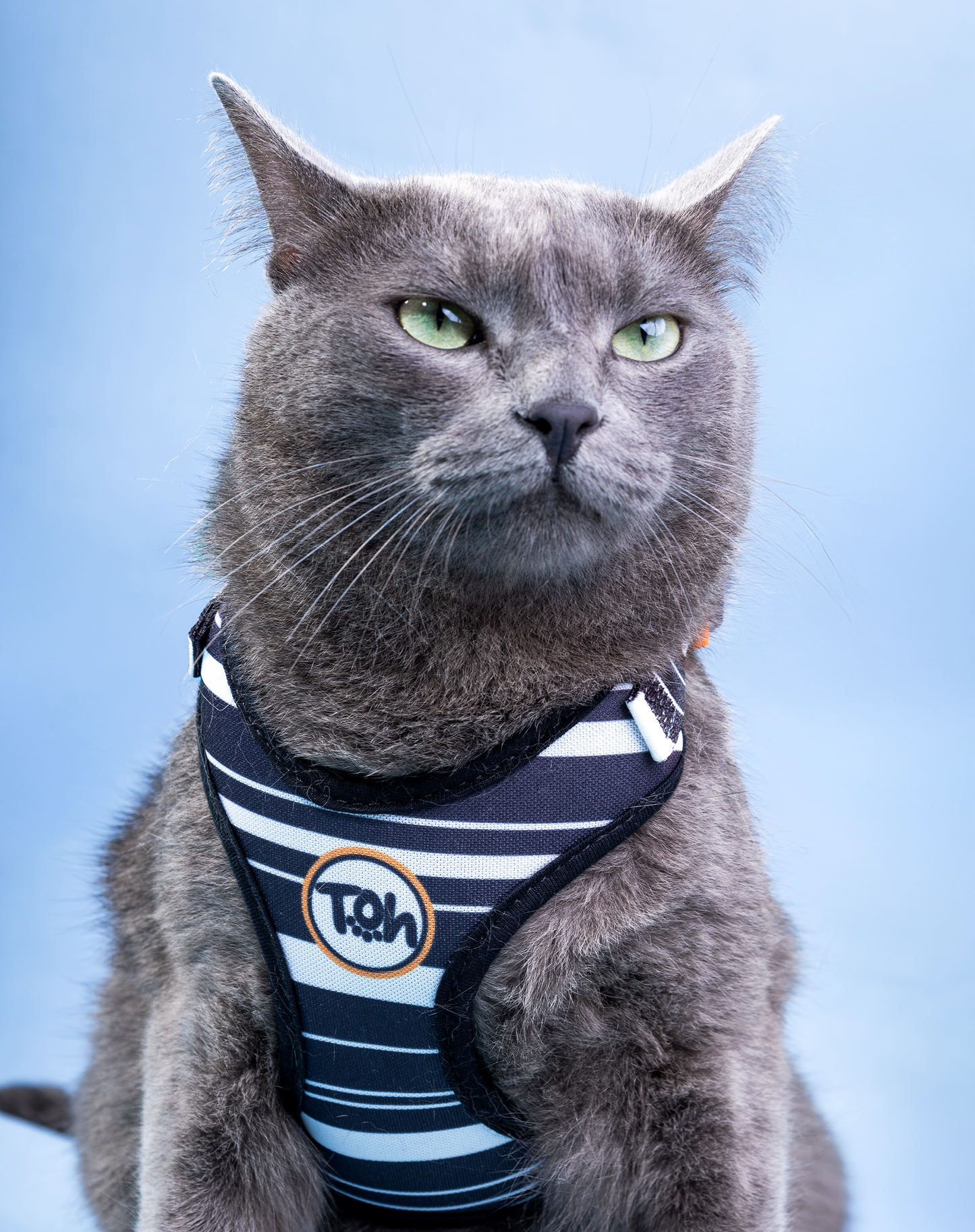 Cat H-Harness Comfort + Leash Set Eclipse