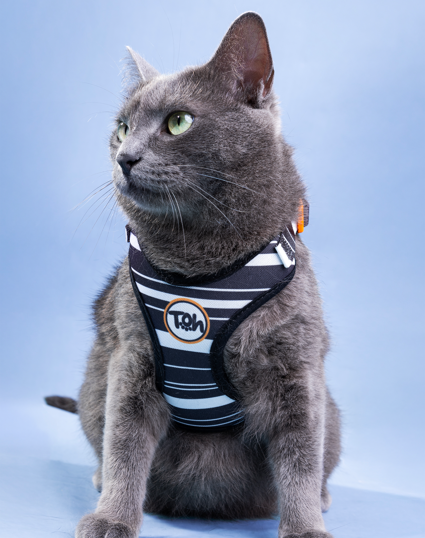 Cat H-Harness Comfort + Leash Set Eclipse