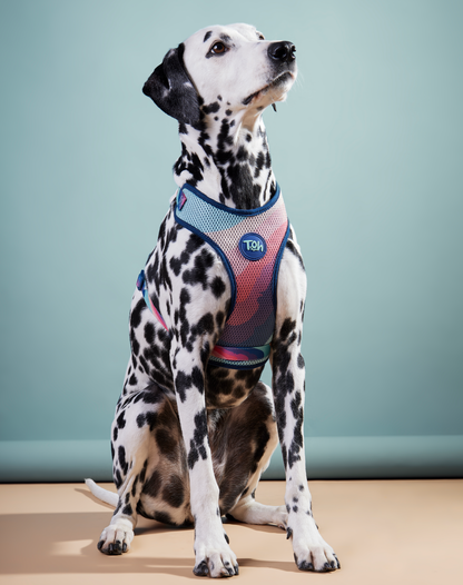 H Mesh Dog Harness + Leash Alpaca