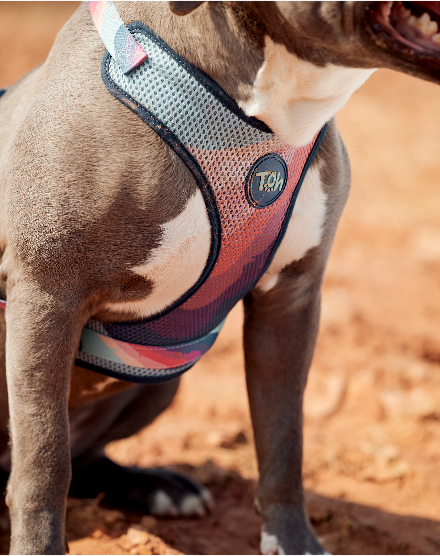 H Mesh Dog Harness + Leash Alpaca