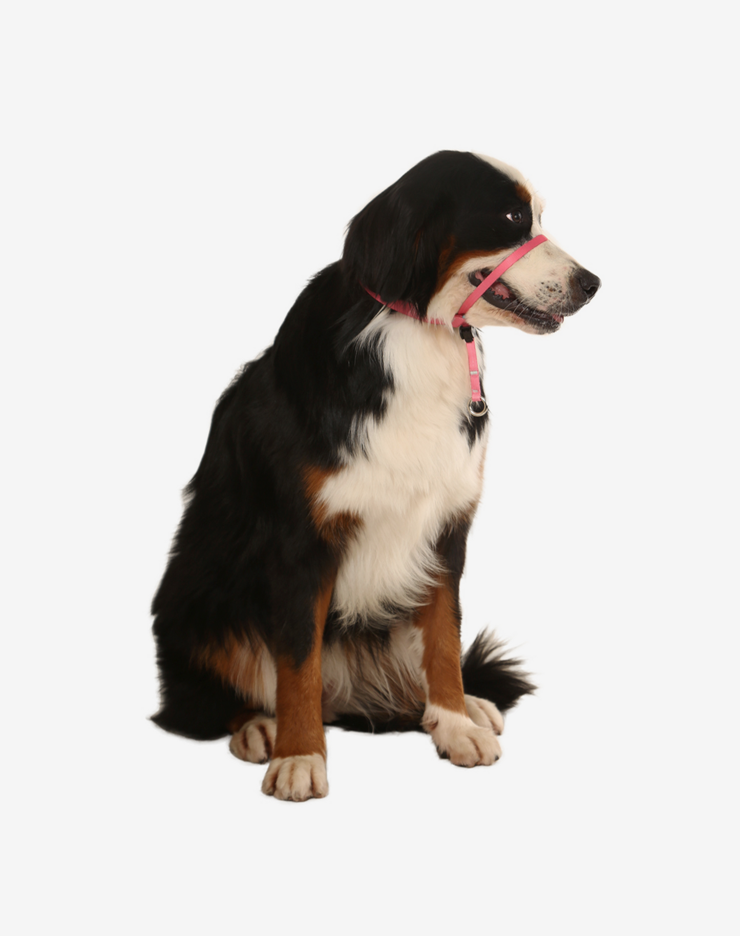 Dog Headcollar Black