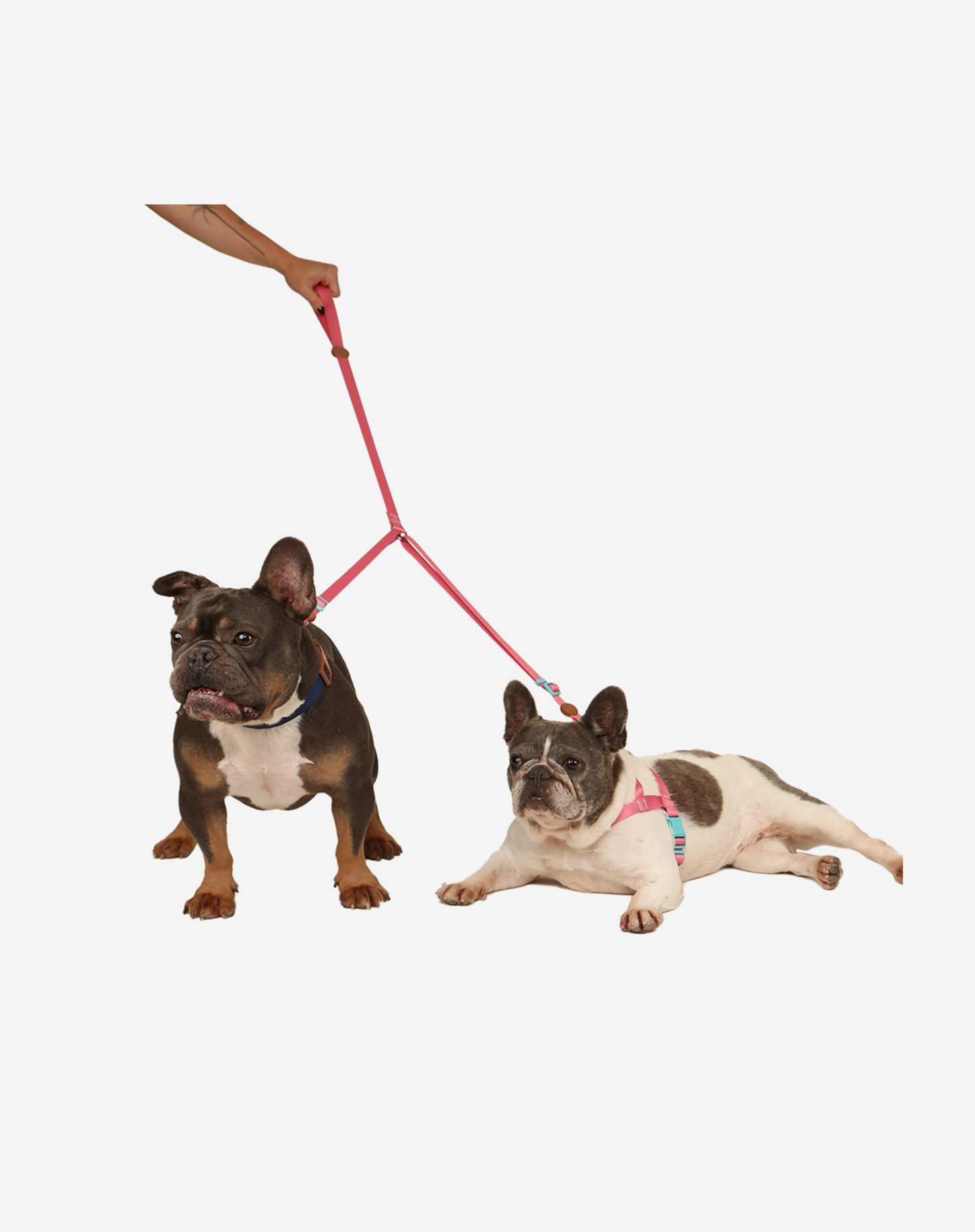 Double Leash Fiji