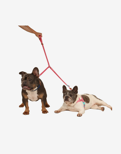 Double Leash Fiji