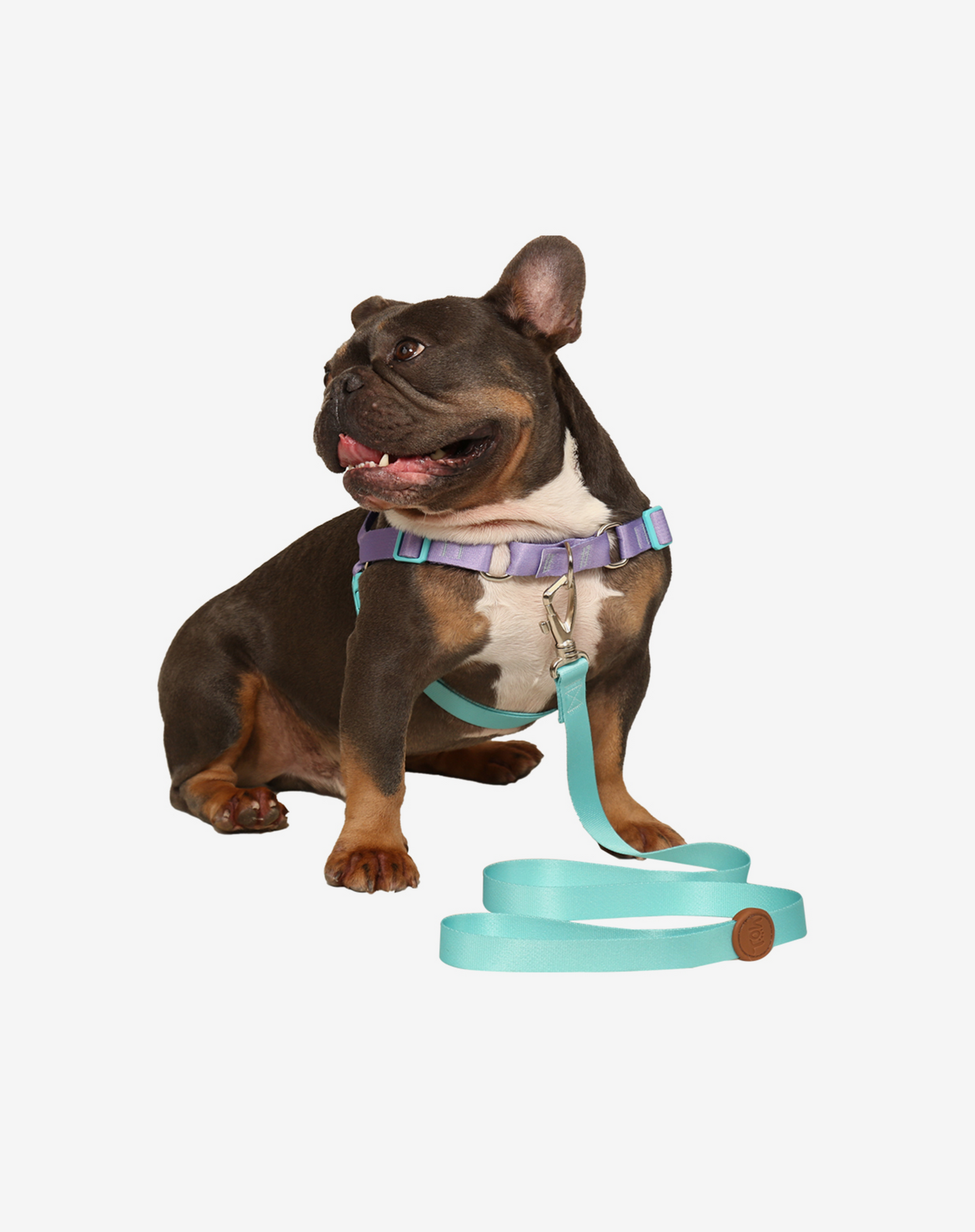 Coleira para Cachorro S Maresia
