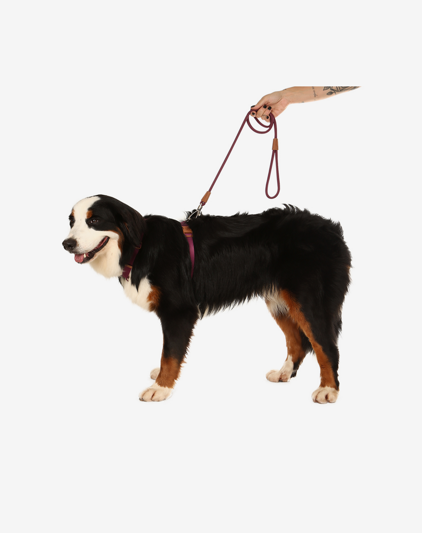 1,20 m Corda Coleira de Cachorro Borgonha