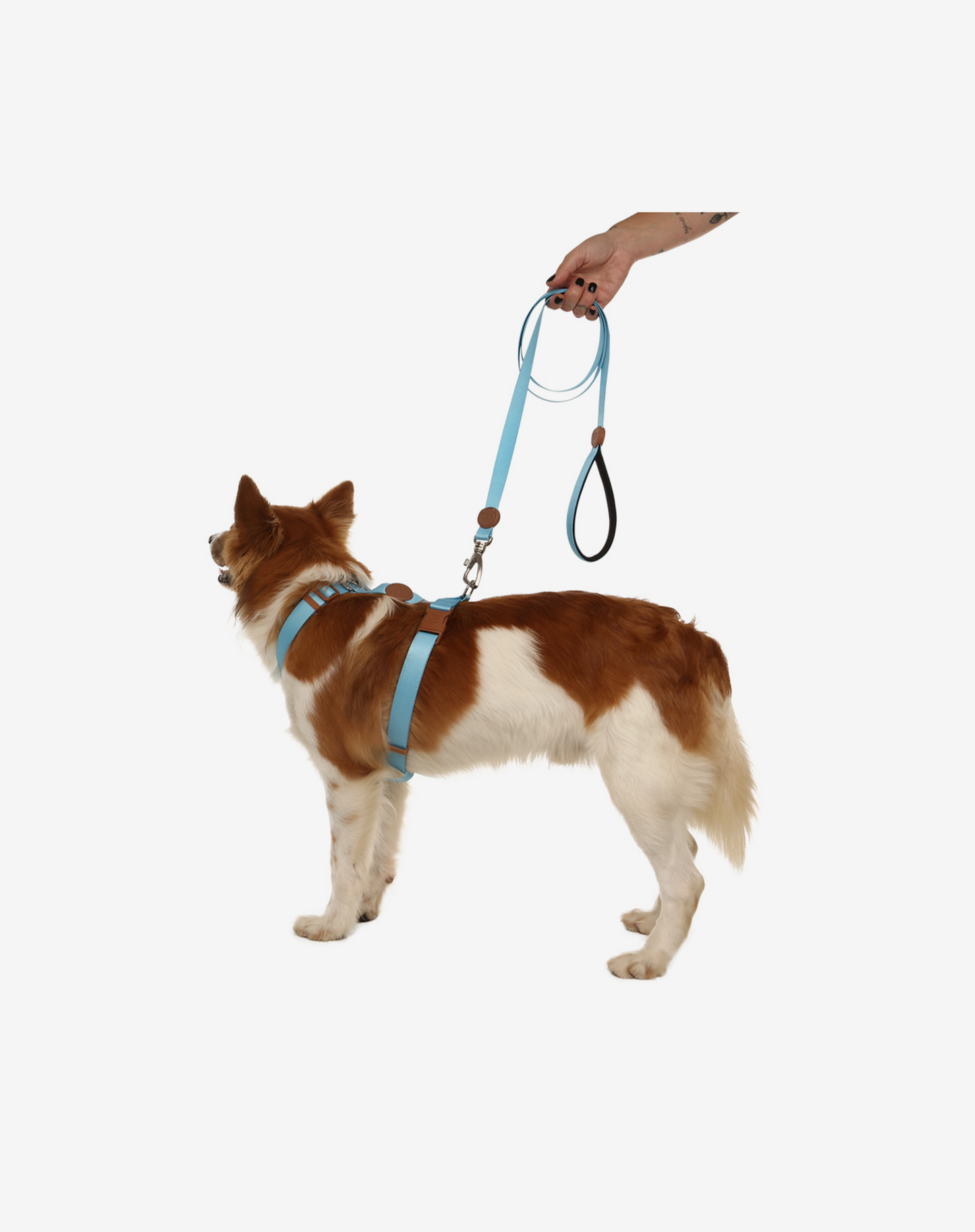 1.50m Comfort Leash Blue